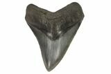 Serrated, Fossil Megalodon Tooth - South Carolina #121422-1